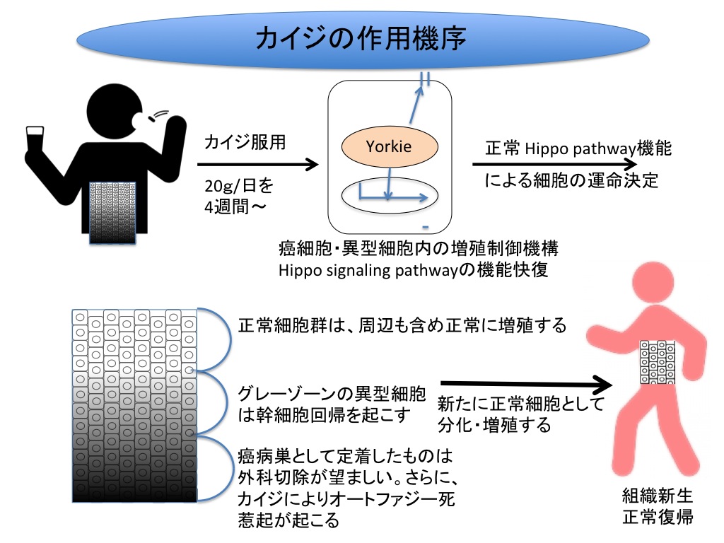 Fig6日本語版